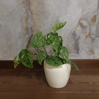 Monstera adansonii