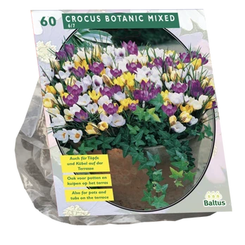 Krokų svogūnėliai, lot. CROCUS BOTANISCH MIX, 60 vnt