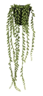 Dirbtinis augalas vazone Splendid Senecio, žalia, 520 mm kaina