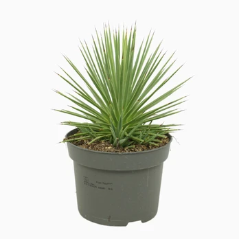 Vazoninis augalas agava, Ø 26, 40 cm, lot. AGAVE