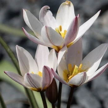 Botaninė tulpė 'Hilde', 10 vnt.