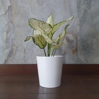 Aglaonema Super White