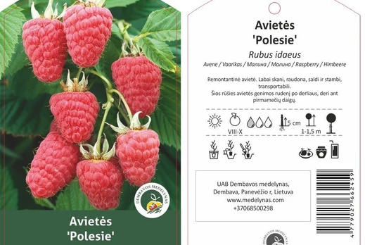 Vaiskrūmis, avietė "Polesie"