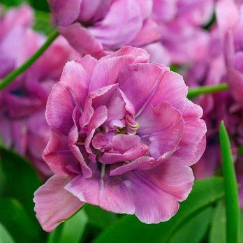 Tulpė ‘Rosy Diamond’ , 15 vnt.