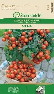 VALGOMIEJI POMIDORAI VILMA