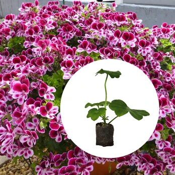 Gėlių daigelis, svyrančios pelargonijos