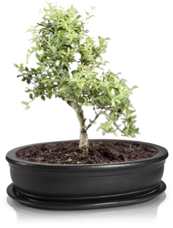 Keraminis vazonas BONSAI, juodos sp., 19 x 13 cm