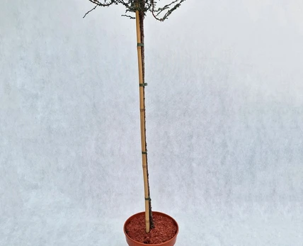 Spygliuotis, kadagys paprastasis "Sibirica", vazonas 7,5 l.