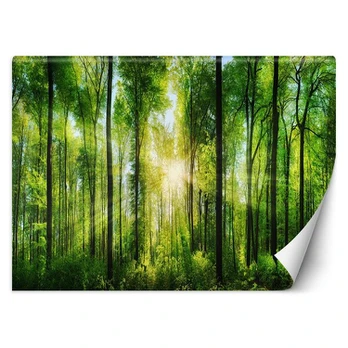 Fototapetai, Miškas saulės spinduliuose