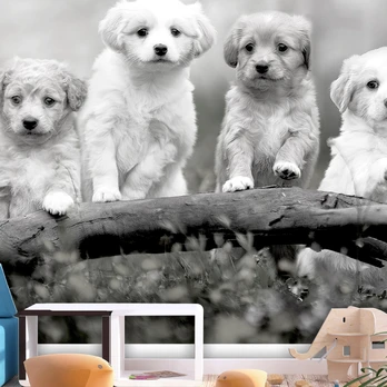 Artgeist Fototapetas - Four Puppies 300x210