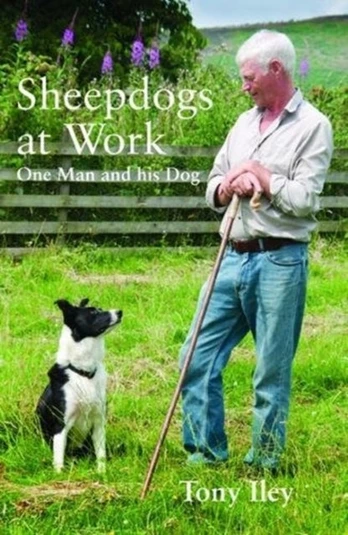 Sheepdogs at Work