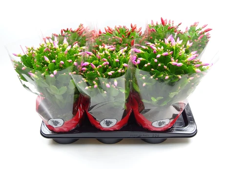 Vazoninis augalas plokštenis, Ø 17, 35 cm, lot. SCHLUMBERGERA
