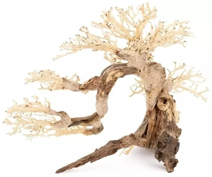 Norimpex Skęstantis bonsai medelis Nr. 63 60x40