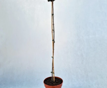 Spygliuotis, eglė baltoji "Cecilia", vazonas 5 l.
