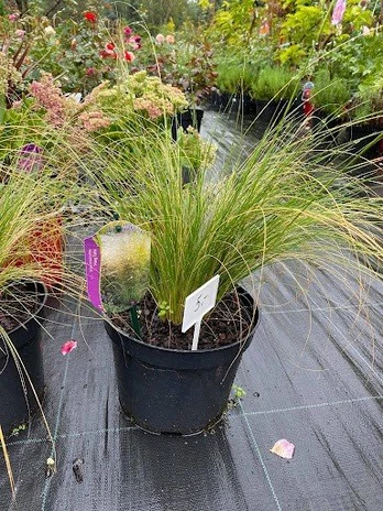 Žolinis augalas, stipa, vazonėlio skersmuo 11 cm.