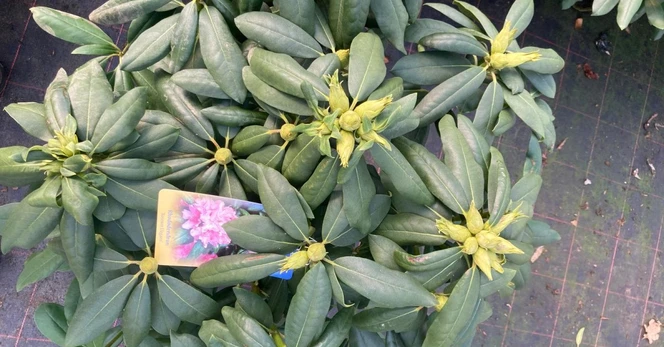 Dekoratyvinis krūmas, rododendras, įvairūs, vazonas 5 l.