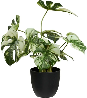 House Nordic Monstera