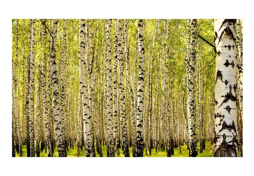Artgeist Fototapetas - Birch forest 450x270