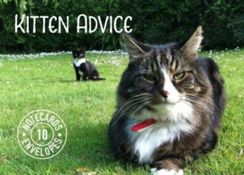 Kitten Advice Notecards