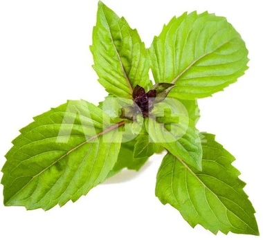 Išmaniosios sėklos Click & Grow Smart Garden refill Cinnamon Basil 3pcs
