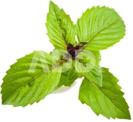 Išmaniosios sėklos Click & Grow Smart Garden refill Cinnamon Basil 3pcs kaina