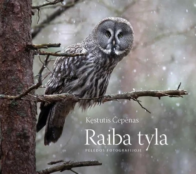 Raiba tyla