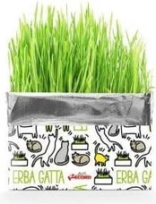 Skanėstas katėms Record Fresh Catnip, 0.12 kg
