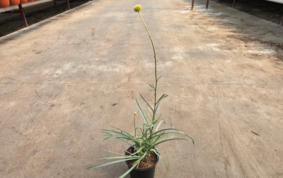 Žolinis augalas, kraspedija, vazonėlio skersmuo 12 cm.