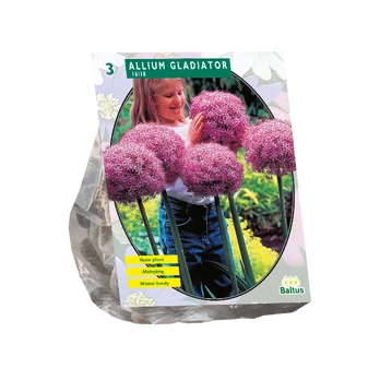 Dekoratyvinio česnako svogūnėliai, lot. ALLIUM GLADIATOR HIS EXCELLENCE, 3 vnt