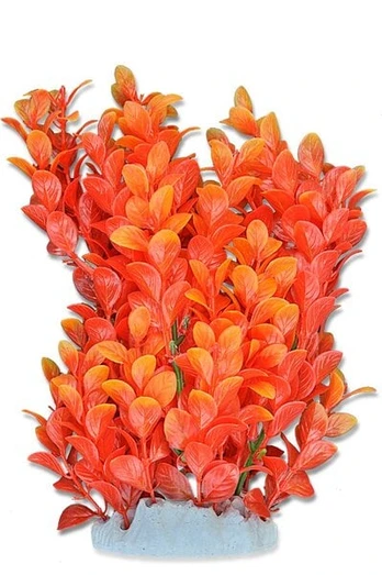 Folijos augalas 20cm 2f12 Happet