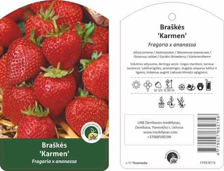 Braškės sodinukas "Karmen", vazonėlis 1,5 l.