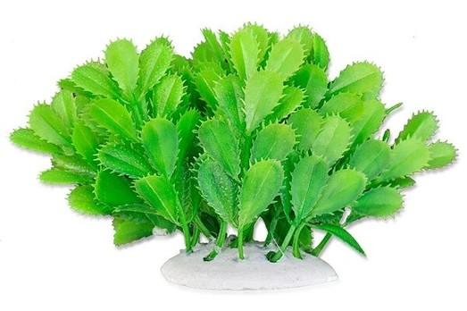 Folijos augalas 10cm 1f10 Happet