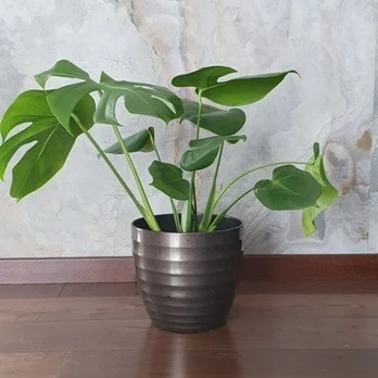 Monstera deliciosa