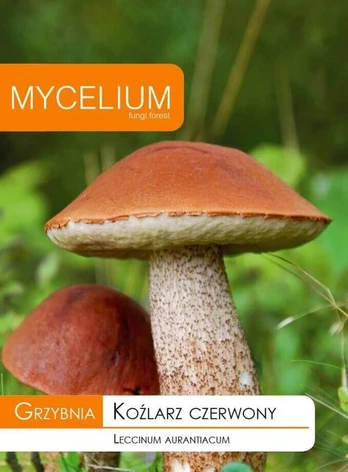 Tikrasis raudonviršis Mycelium