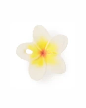 OLI&CAROL kramtukas HAWAII THE FLOWER kaina