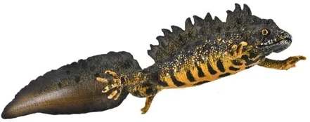 Figūrėlė Collecta COLLECTA TRASZKA GRZEBIENIASTA