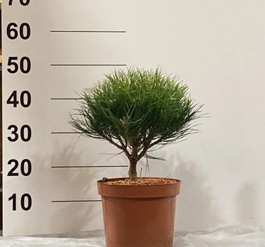 Spygliuotis, pušis "Marie Bregeon", vazonėlio skersmuo 23 cm.