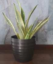 Sansevieria guinensis Variegata