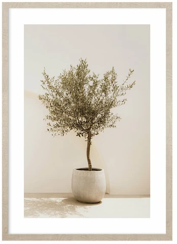 Foto paveikslas Olive Tree, 53 cm x 73 cm