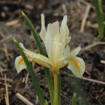 Tinklinis vilkdalgis "Louise" - 10 vnt.