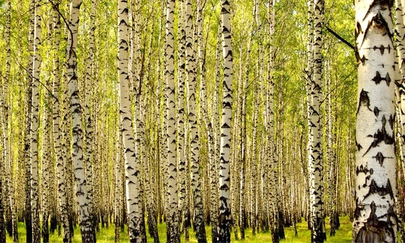 Fototapetas Artgeist Birch Forest, 450 cm x 270 cm