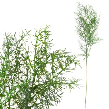 Dekoratyvinė dirbtinė šparagų šakelė, 80 cm