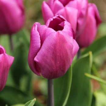 Tulpė 'Purple Prince', 15 vnt.
