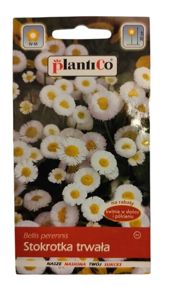 Daugiametė saulutė baltas Polan