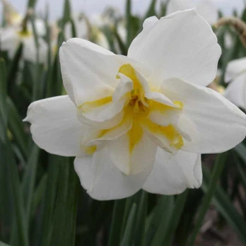 Narcizai "Lemon Beauty" - 50 vnt.