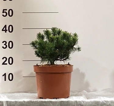 Spygliuotis, pušis 'Humpy', vazonėlio skersmuo 23 cm.