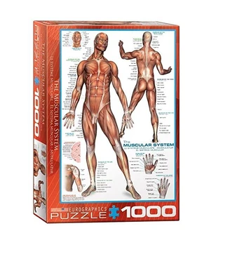 Dėlionė Eurographics Puzzle, 6000-2015, The Muscular System, 1000 d.