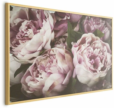 Artgeist Plakatas - Rožinė Peonies