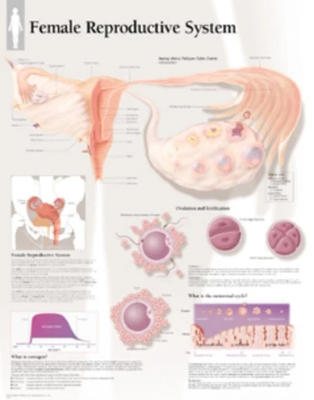 Female Reproductive System Laminated Poster