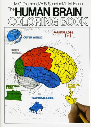 Human Brain Coloring Book